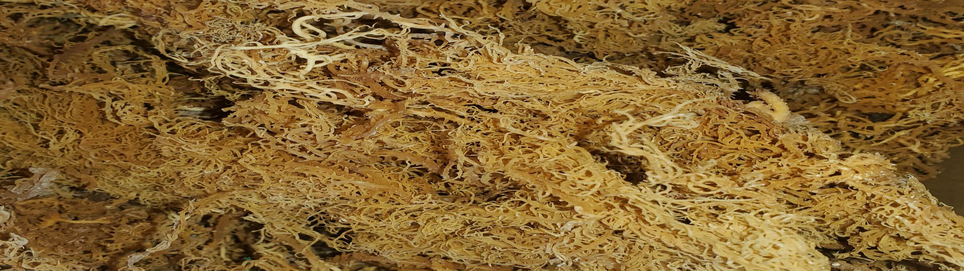 Sea Moss Products
